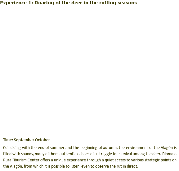 Experience 1: Roaring of the deer in the rutting seasons﷯ Time: September-October Coinciding with the end of summer and the beginning of autumn, the environment of the Alagón is filled with sounds, many of them authentic echoes of a struggle for survival among the deer. Riomalo Rural Tourism Center offers a unique experience through a quiet access to various strategic points on the Alagón, from which it is possible to listen, even to observe the rut in direct.